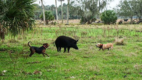 Hunting Hogs in Florida