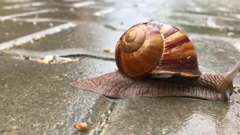 How Snails Move ? Zoom in Video