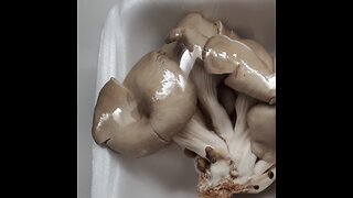 Growing Store Bought Oyster Mushroom - March 2023