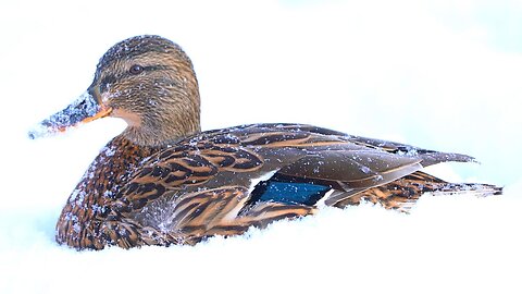 Female Arctic Mallard Duck Hen Hiding in Snow