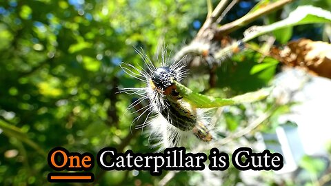 One Caterpillar Is Cute, BUT.....