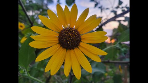 Checking out the sunflowers and the garden