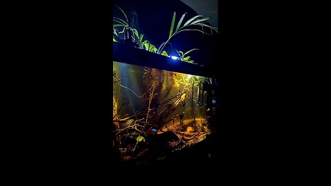 Black theme Angle fish Tank