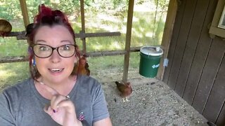 LIVE- in the chicken coop