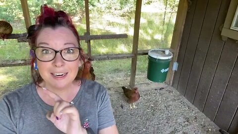 LIVE- in the chicken coop