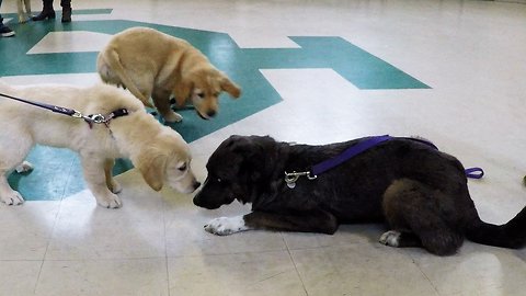 Rescued puppy makes adorable new friends at puppy school