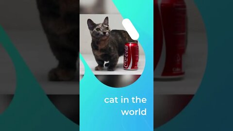 fact about cats 2