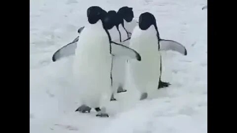 March of Penguins