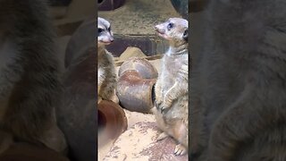 Cutest Meerkats Ever #shorts #meerkat #animals