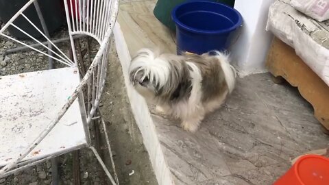 I found a Shih Tzu Puppy Sneaking 🐾🐶 | Dog lost and Found😅