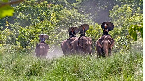 BARDIYA NATIONAL PARK JUNGLE SAFARI बर्दिया Nepal