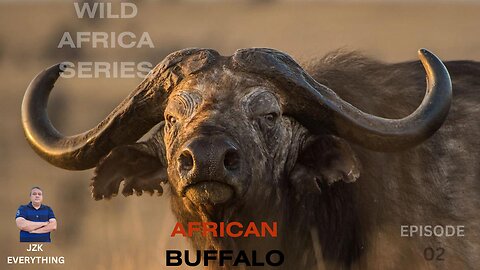 WILD AFRICA SERIES | AFRICAN BUFFALO | EPOSIDE 02 | JZK EVERYTHING