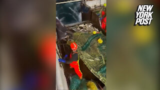 Monster shark slaps fisherman's butt on TikTok