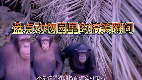 Exploring Hilarious Zoo Shenanigans: Witness the Genius of Gorillas!