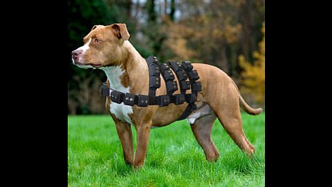 Best Dog Harness for Small Dog,Dog Weighted Anxiety Vest with Pockets