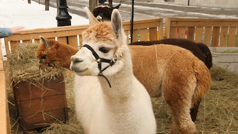 There Are Now Alpacas In The Montreal Old Port & You Can Visit Them All Week (Video)