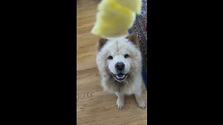 Dog Eat Pineapple