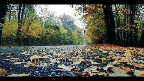 Calming Autumn/Fall Rain Video