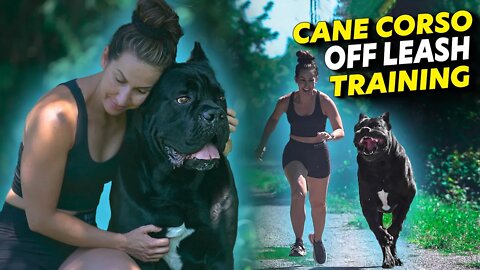 Cane Corso OFF LEASH Training