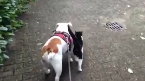 Bulldog finds himself a walking partner