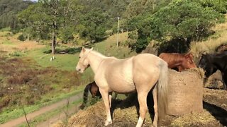 Horses that went missing return home!!!!!