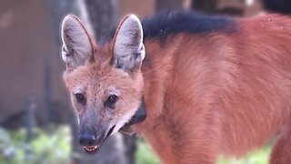 There's a wild Maned Wolf in the garden!