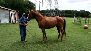 Part 4 Working With Fearful Horse Named Chili - Great Little Horse (Part 4 of 5)