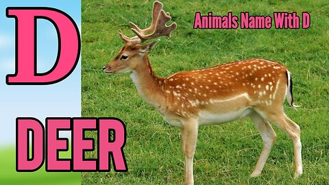 learn animals name for toddlers | Animals name start with D | Animals names start with Letter d