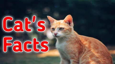 Interesting Facts About Cat's