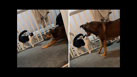 Sneaky pup engages in a frisky 'fight' with cat buddy