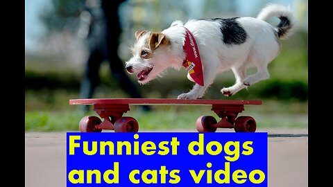 Funniest dogs and cats video. Funny animal videos 2023. Funny dogs 2023.