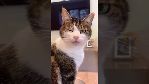 funny cat 🐱😆😂😁 #funny #funnyshorts #trynottolaugh #funnyclip #funnyvideos #cat #trynottolought