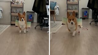 Determined Corgi Practices To Be The Perfect Flower Dog