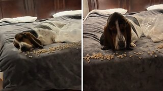 Dog Gets Comfy To Enjoy Stolen Treats