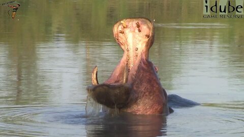 Slow Motion Hippo Display