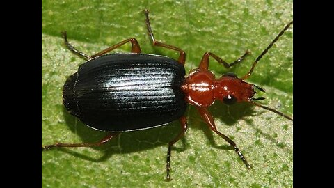 The Bombardier Beetle's Unique Design