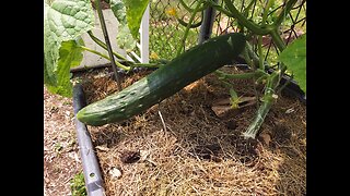 Harvesting 12 Inch Long Cucumbers 6/6/23