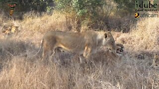 Daughters Of The Mapogo Lions - Rebuilding The Othawa Pride - 11: Suckling In The Morning Sun