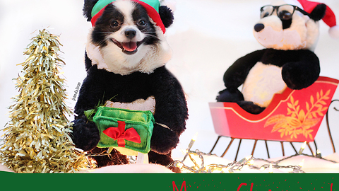 Panda puppy dog poses for Christmas card photo