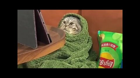 Cats enjoying watching Movie _ so adorable