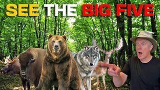 🐻 HOW TO SEE THE ANIMALS in Yellowstone National Park 🐺