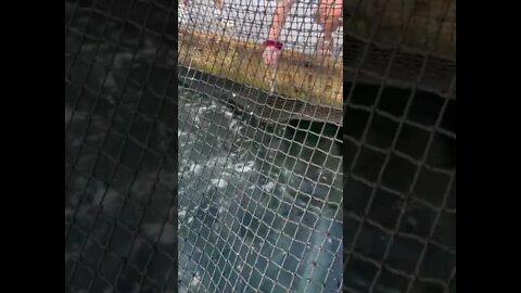 Some hand feeding Tarpon action on todays Miami Fishing