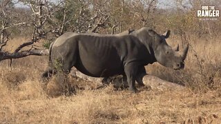 Rare White Rhinoceros At A Scratching Post (Introduced By BraaiBoyTV)