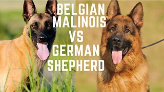 Belgian Malinois vs German shepherd. Which one makes a better pet?