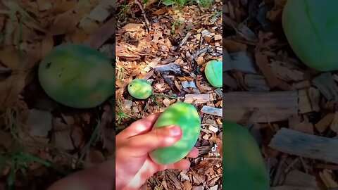 Meet the Pawpaw: The Tropical-Tasting Fruit from a Cold-Hardy Tree! 🌿🍈 | Rare Fruit Uncovered
