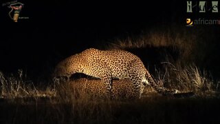 WILDlife: Leopards Getting Frisky At Night