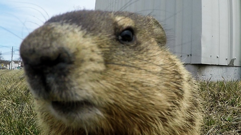 Shy Gopher Is Too Curious To Resist The Camera