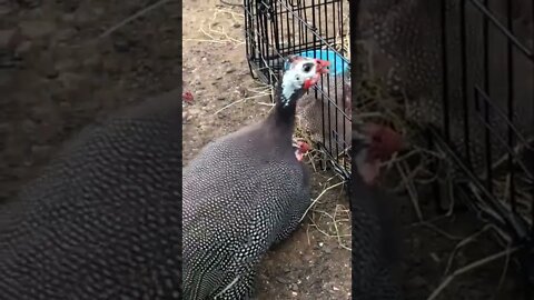 Female guinea fowl lies next to disabled baby guinea fowl in cage