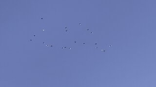 Flying Birmingham Roller Pigeons