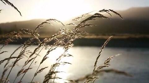 long grass blowing by the lake